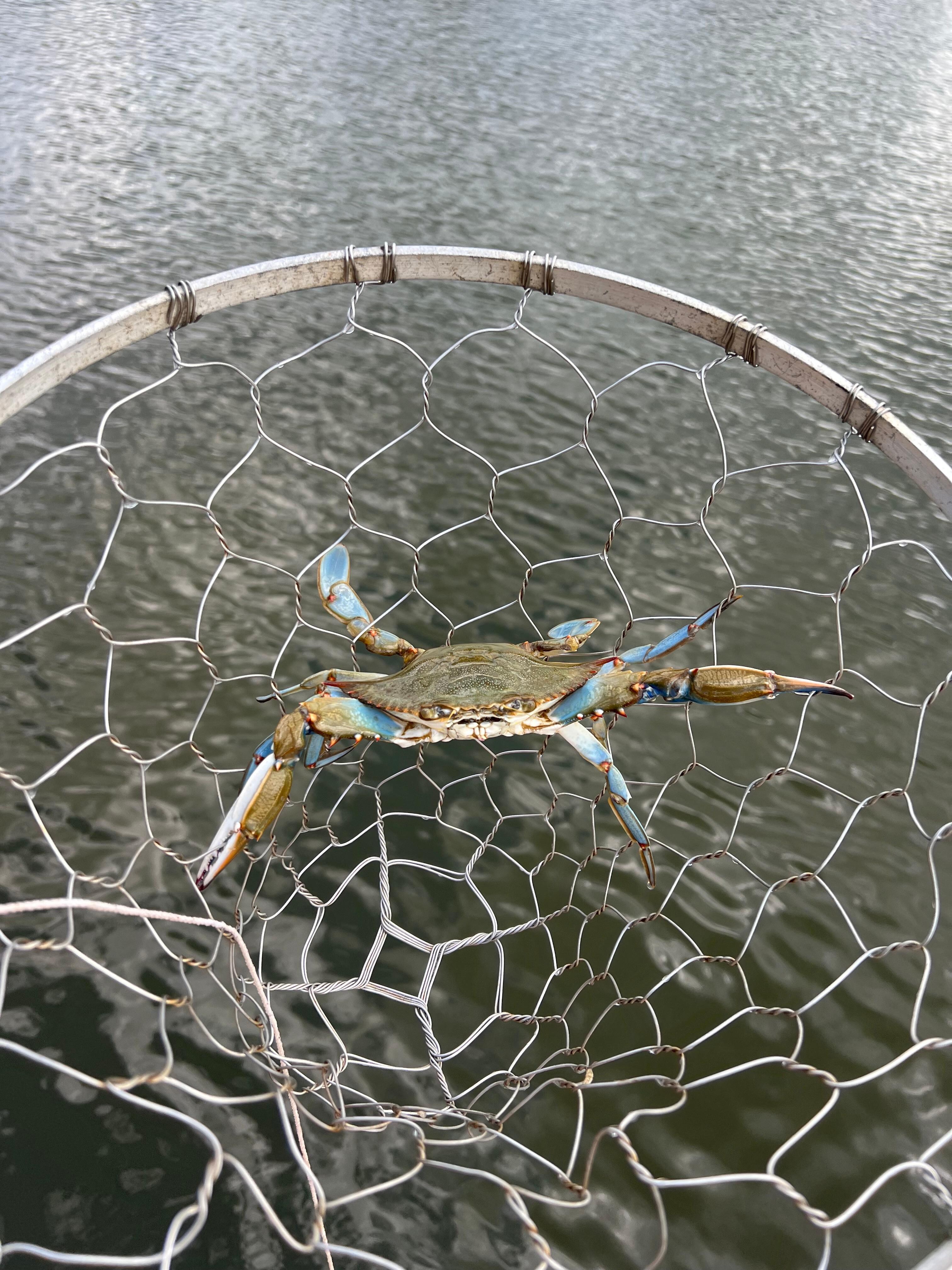 Blue Crab letting back in the water