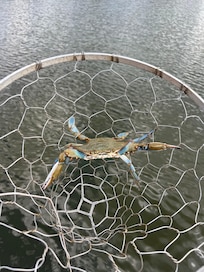 Blue Crab letting back in the water