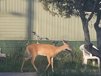 Deer were everywhere (this is down the street) they were also sleeping next to the driveway.