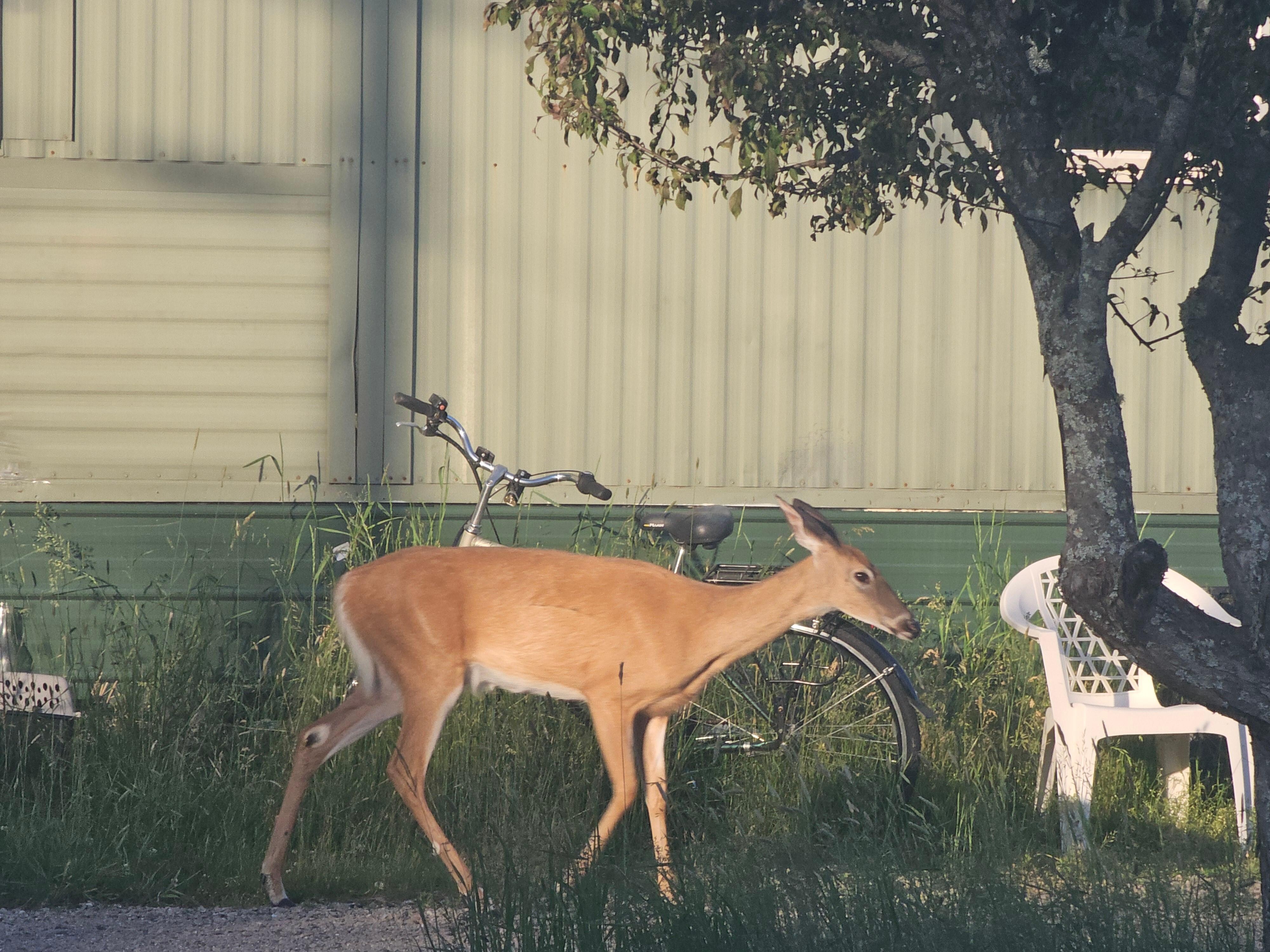 Deer were everywhere (this is down the street) they were also sleeping next to the driveway. 