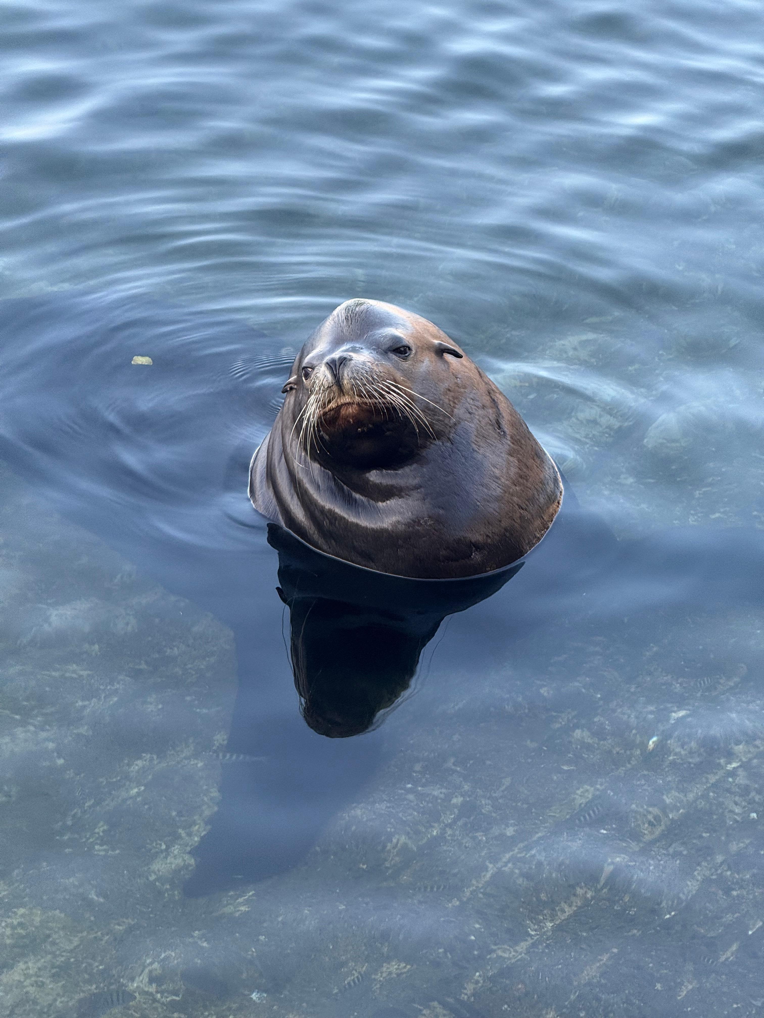 Daily sea lions at the marina 