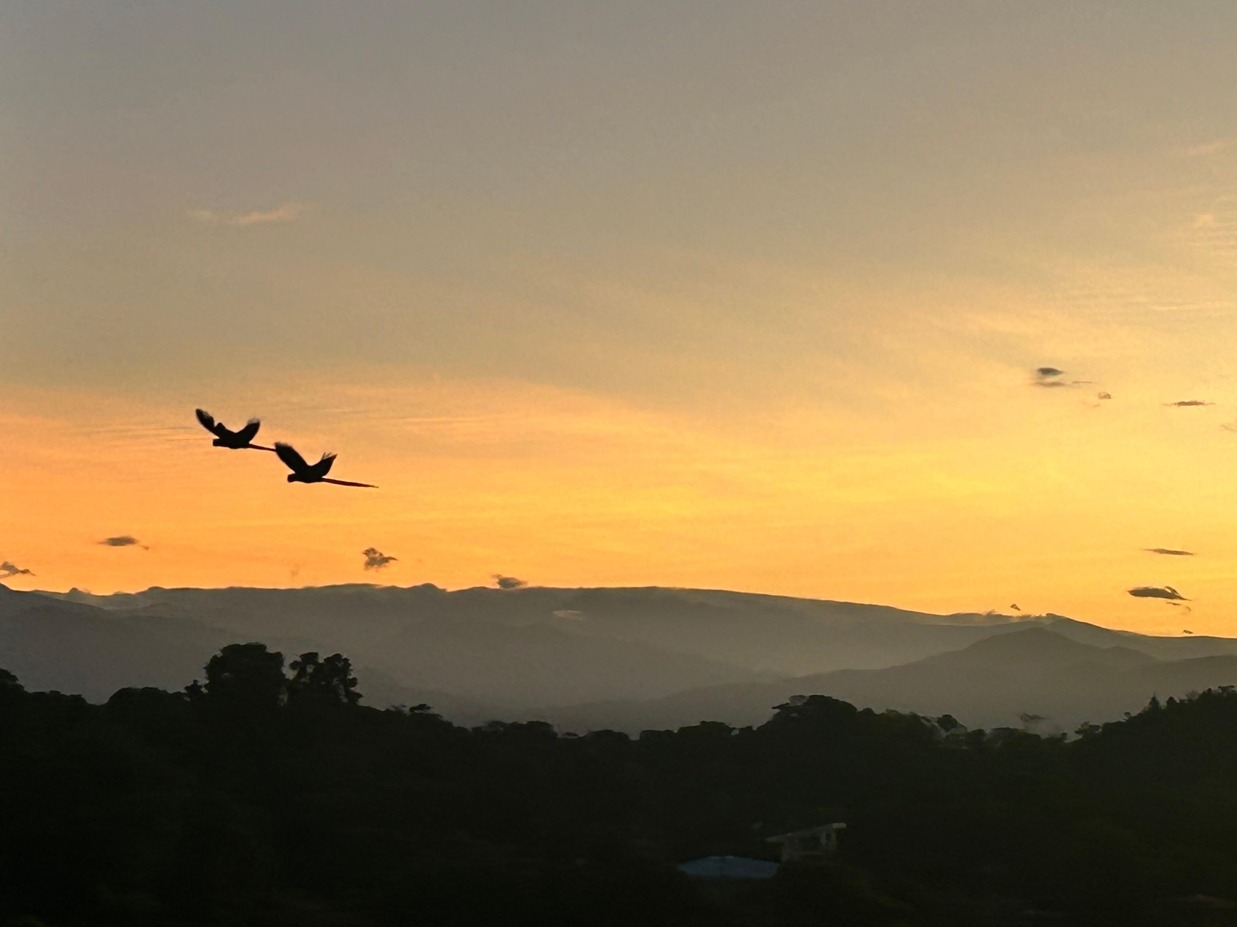 Sunrise w macaws from balcony 