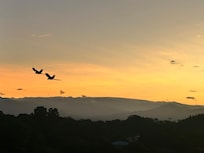 Sunrise w macaws from balcony