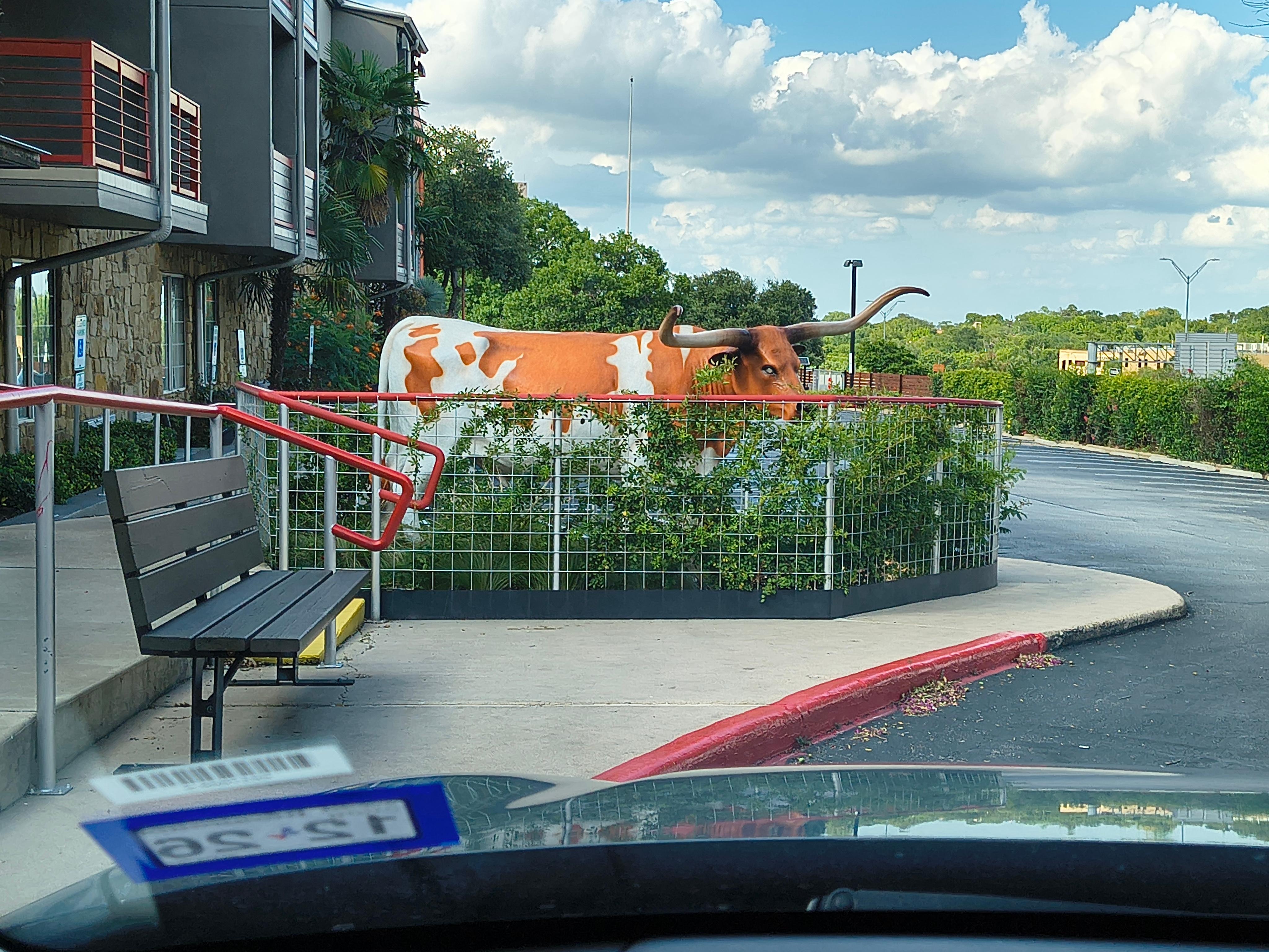 Longhorn decoration at entrance