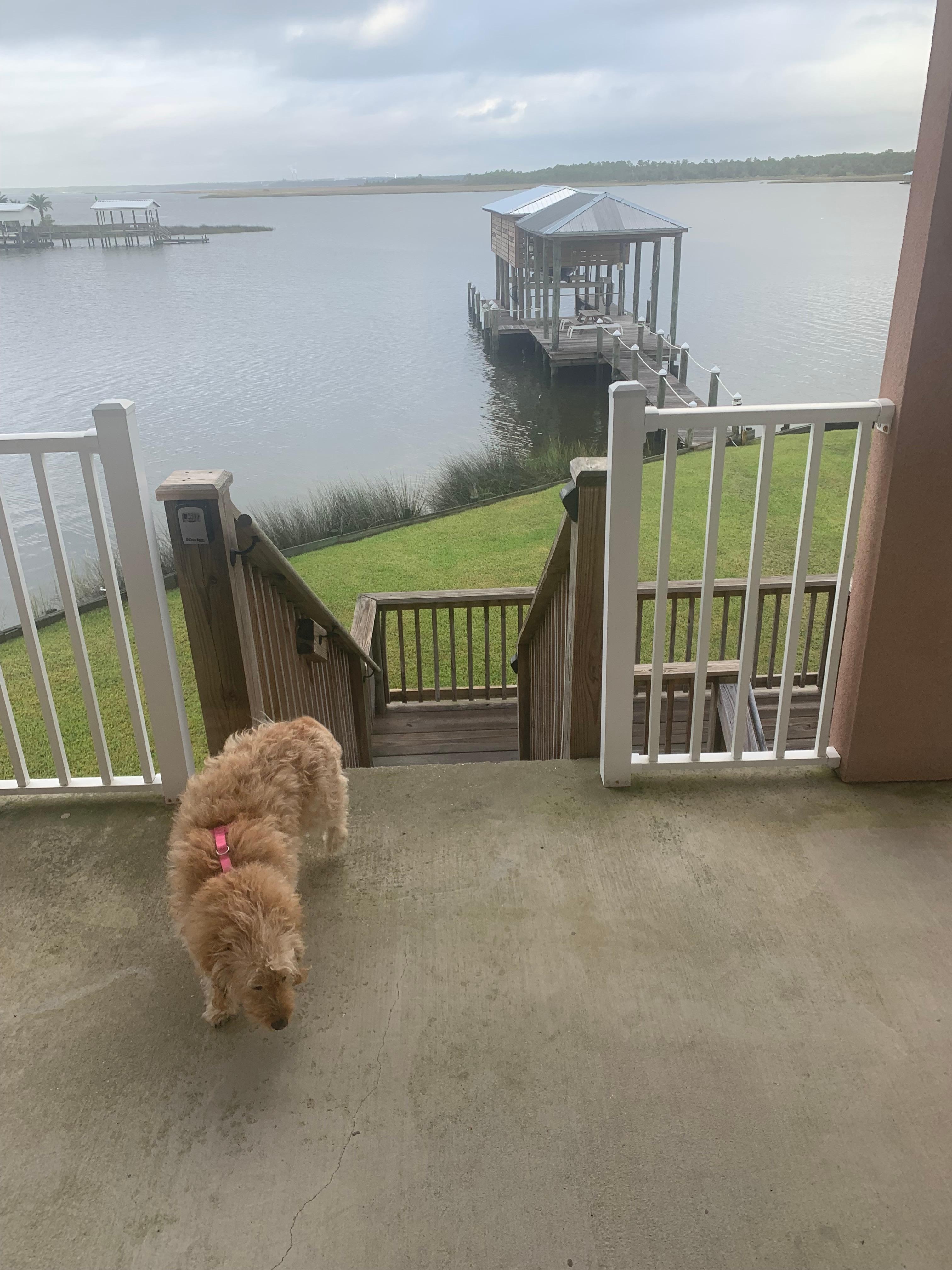 Goldie loved running around the yard and walking out on the dock. 