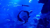 近くのレジャー
水族館