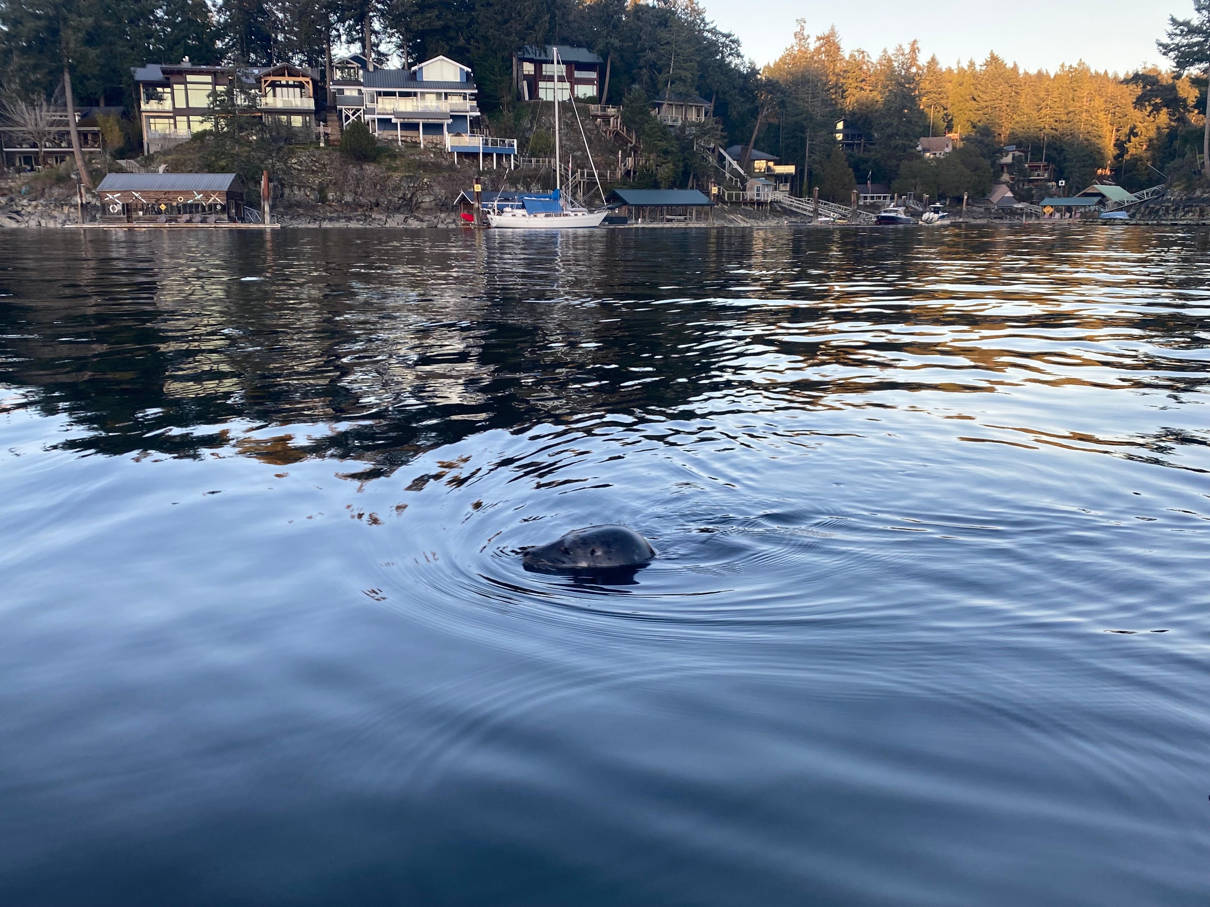 The harbor seals are my favorite!