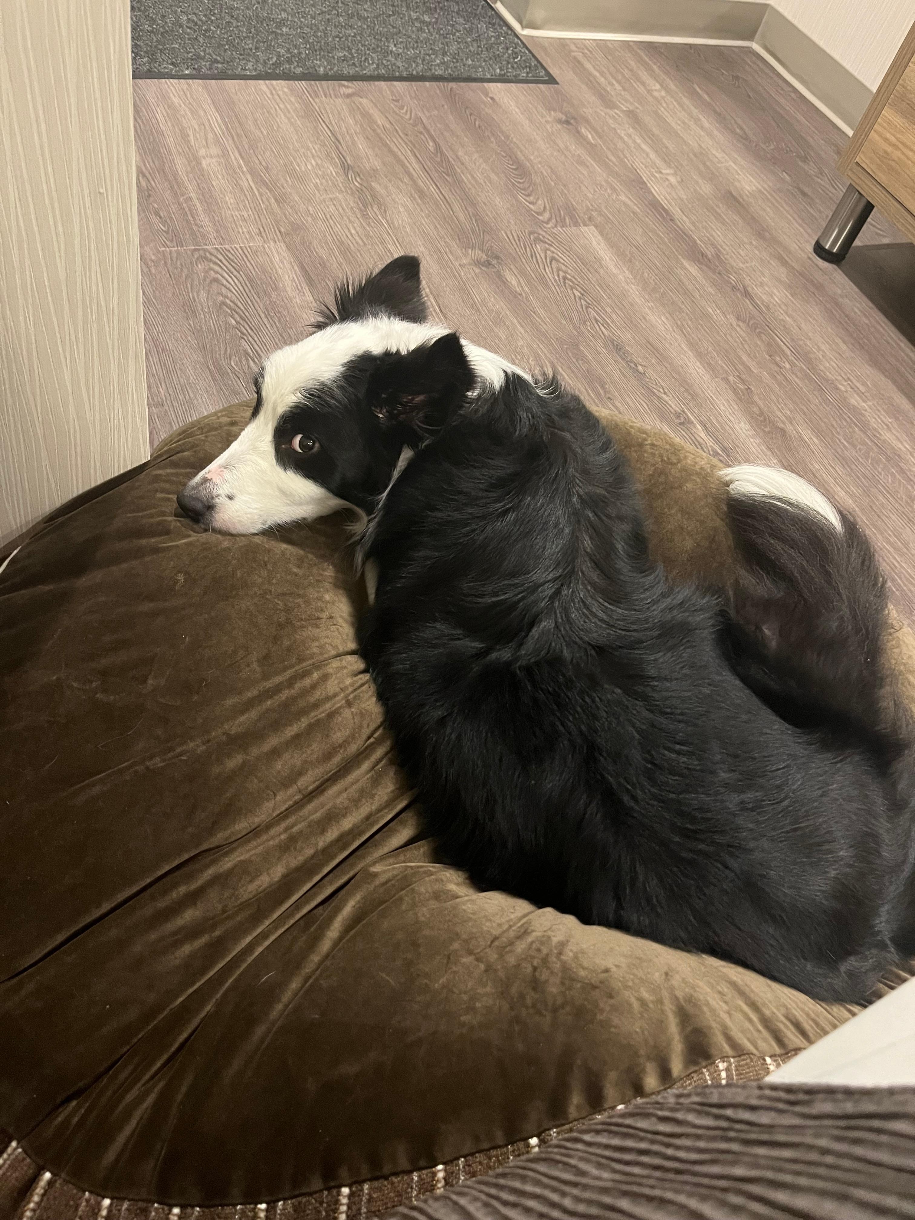 The dogs cushion that they furnished with two food bowls. So cute!!!! And thoughtful 