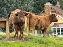 These magnificent beasts were a few houses away. Loved seeing them every day.