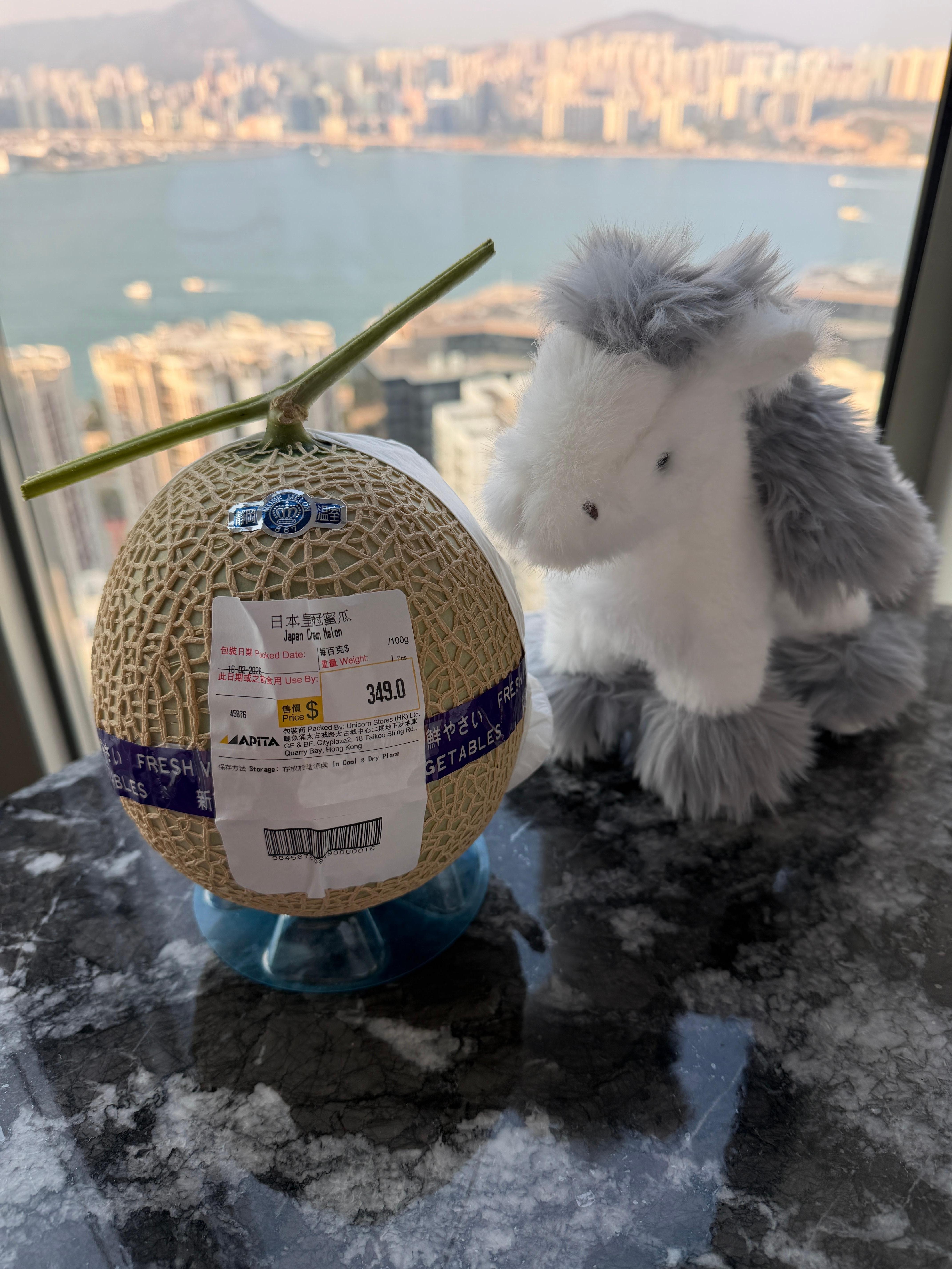 Our new little friend Harry the horse complement of the East 