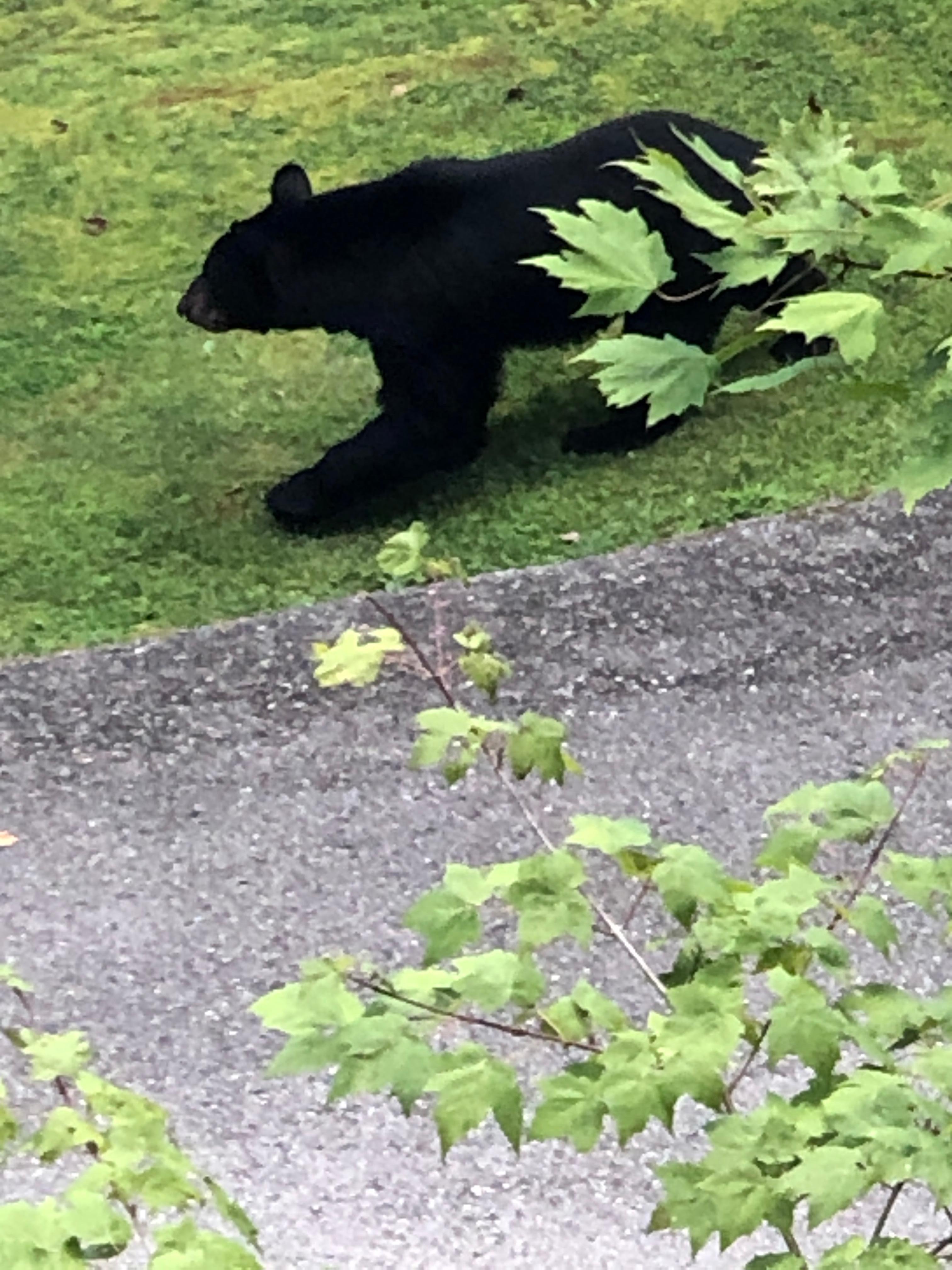 Bear sighting on 8/27/25 @ 5:15pm
