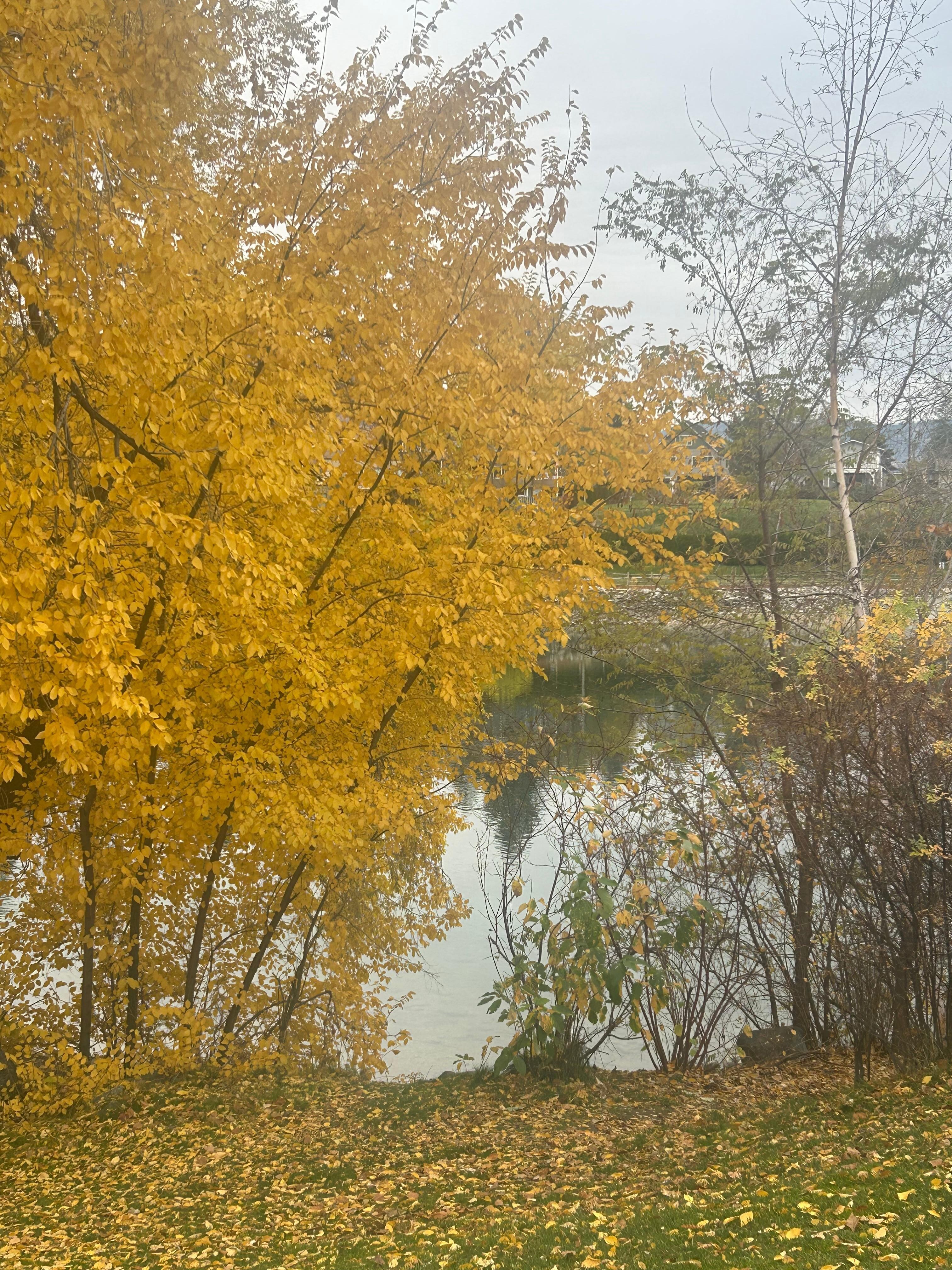 Beautiful fall walks