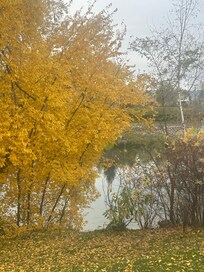 Beautiful fall walks