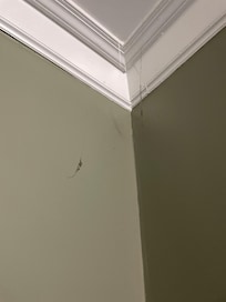cobwebs