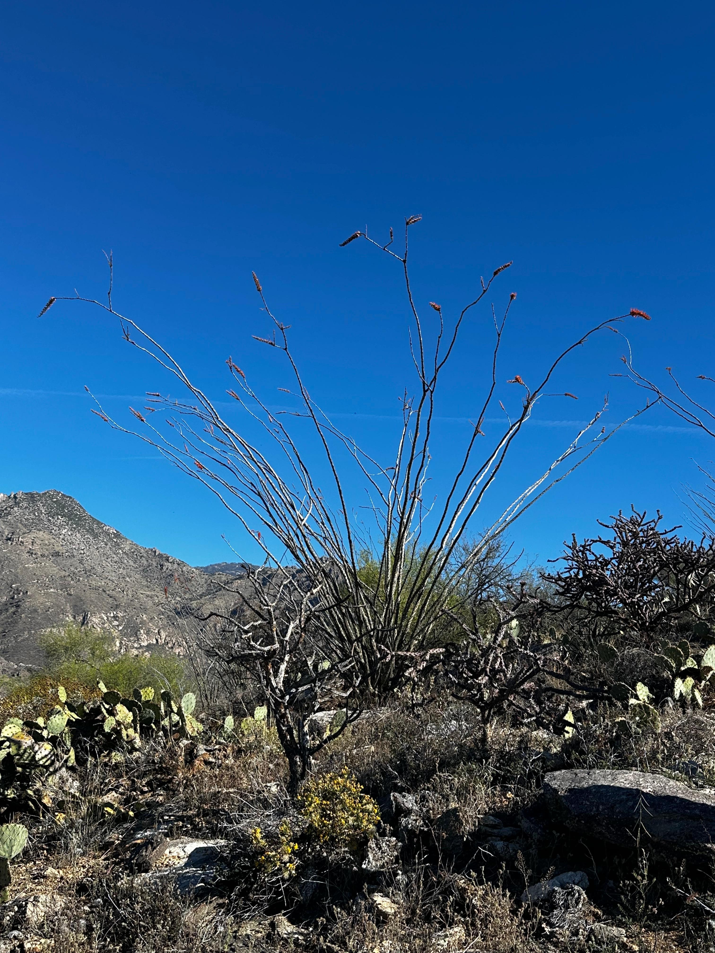 The Tucson desert is so beautiful!