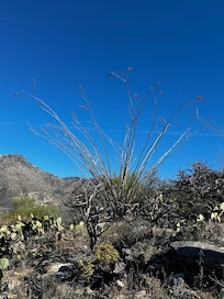 The Tucson desert is so beautiful!