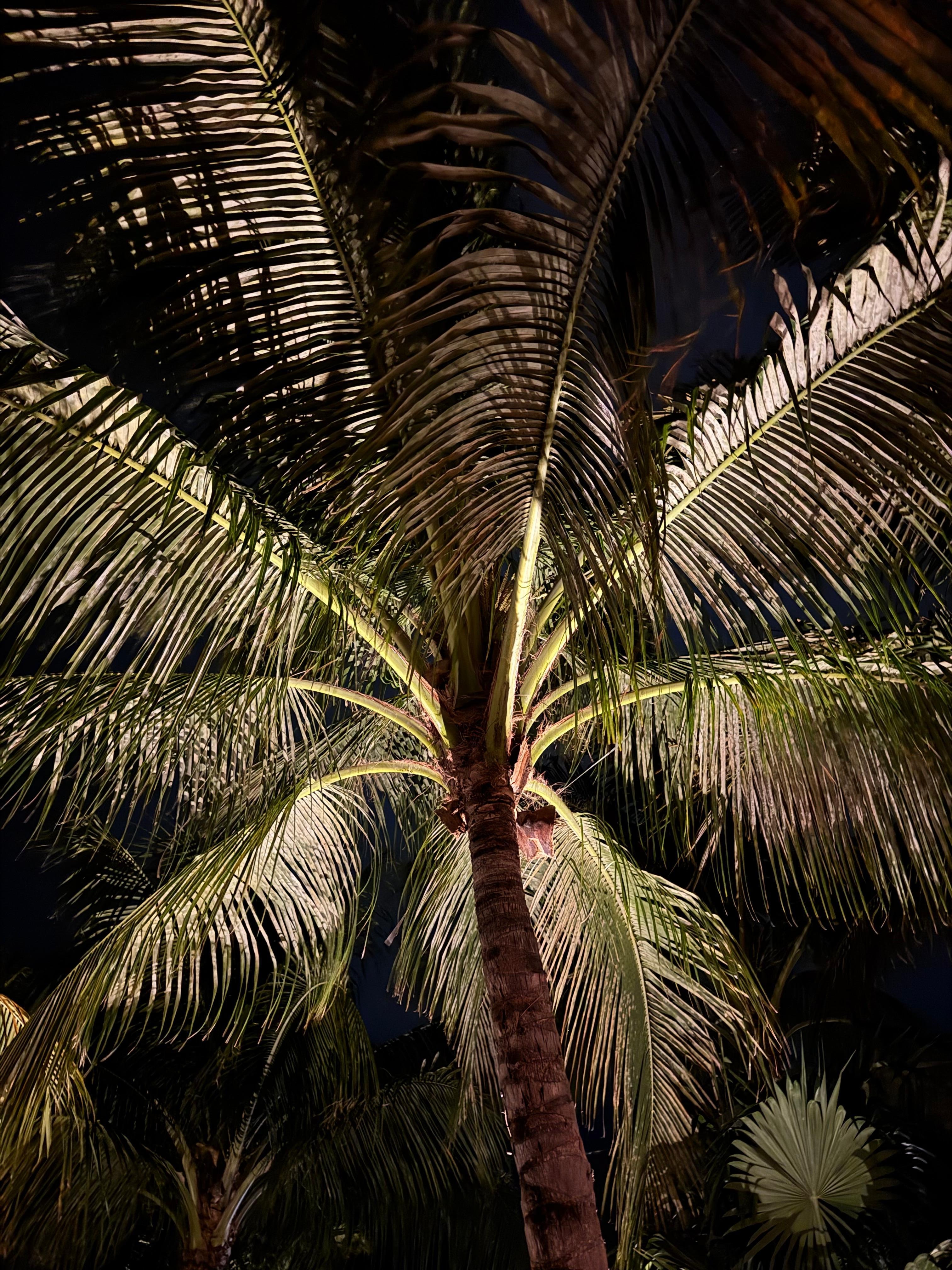 Palms on the property