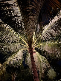 Palms on the property