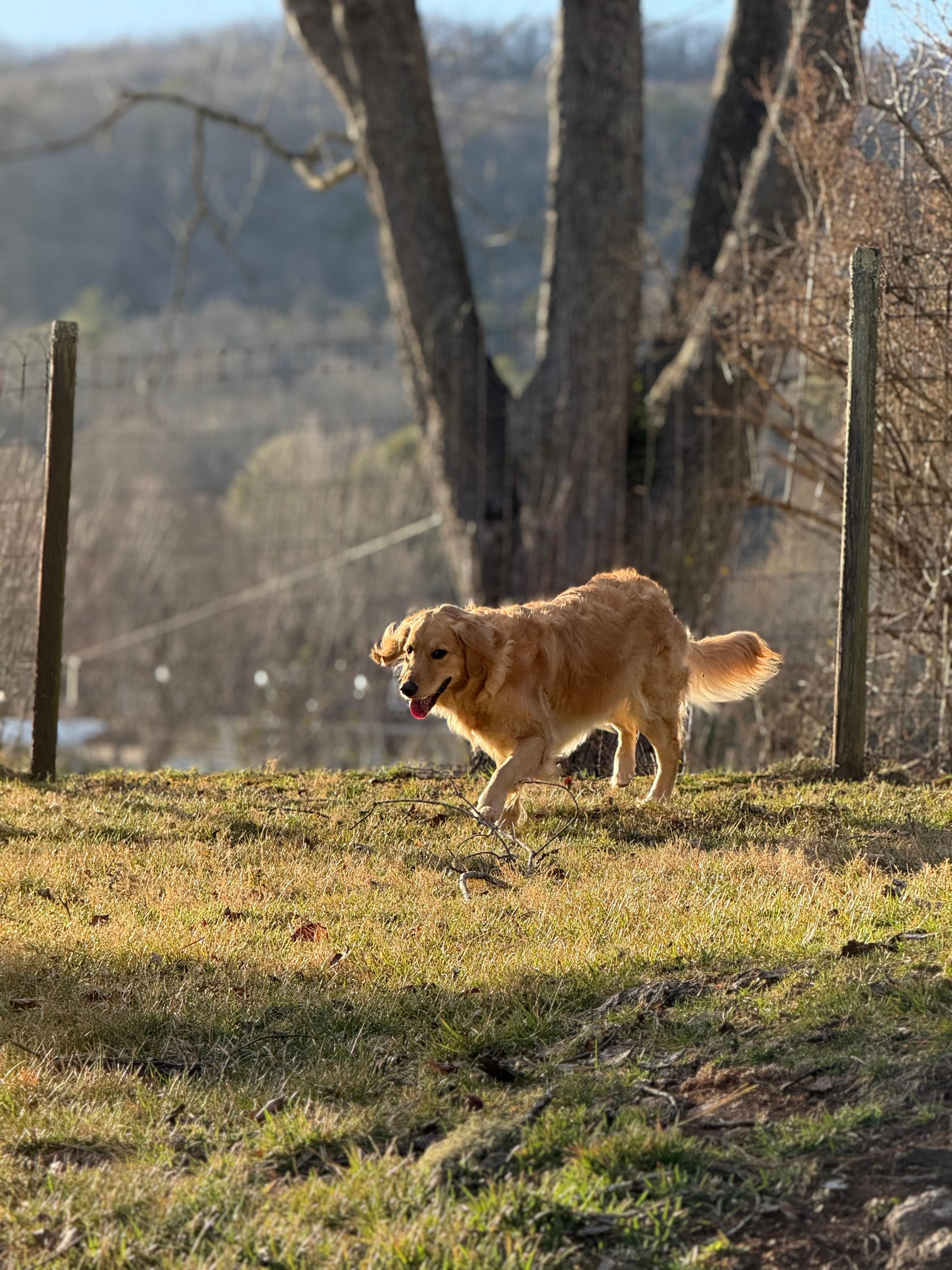 So much space for Gracie to run! 