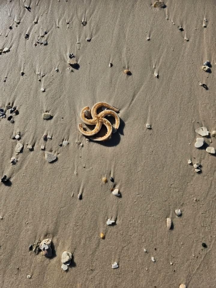 Found some starfish on the beach