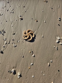 Found some starfish on the beach