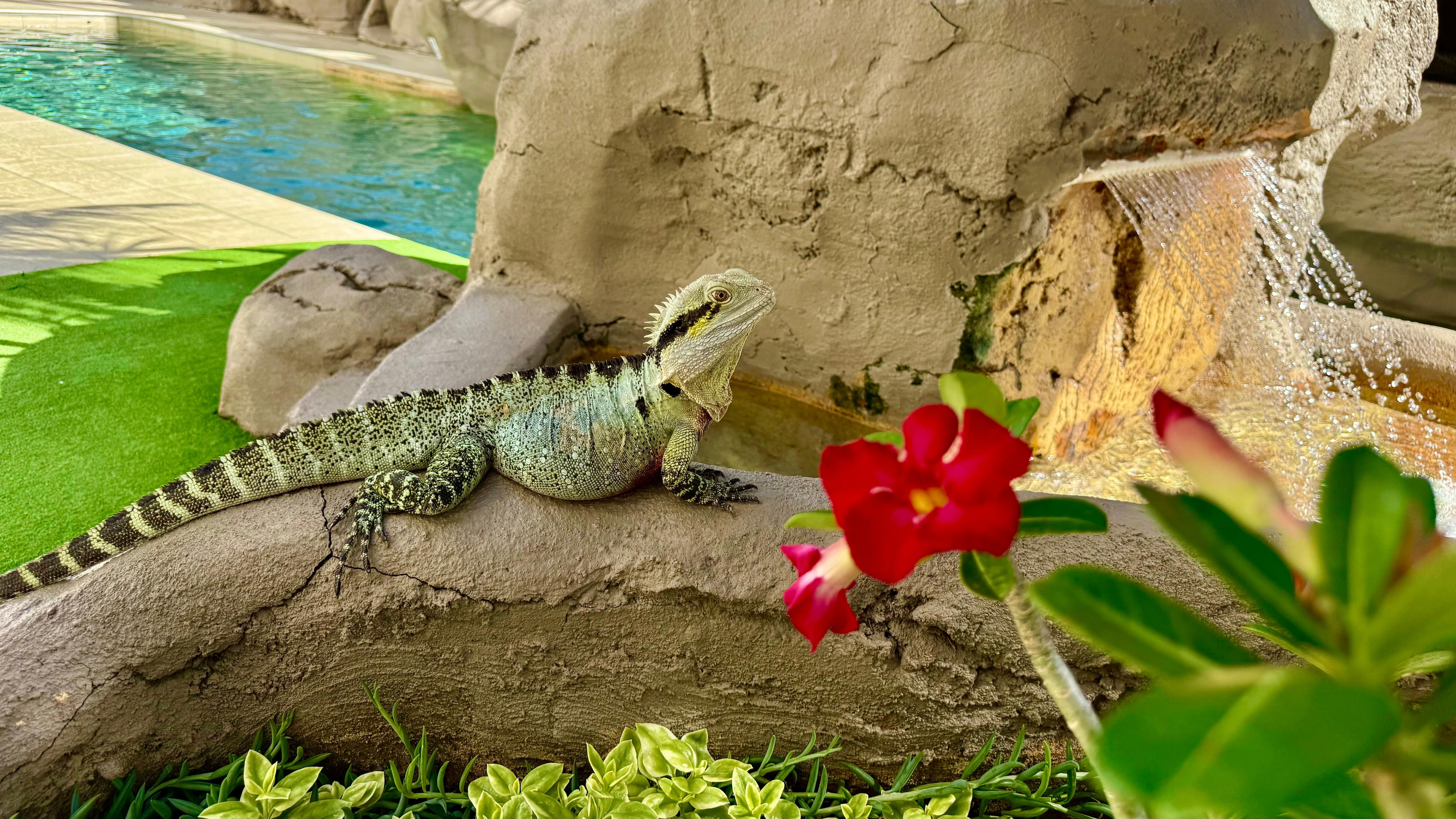 Resident called Lizzie...keeps to herself but out early in the morning