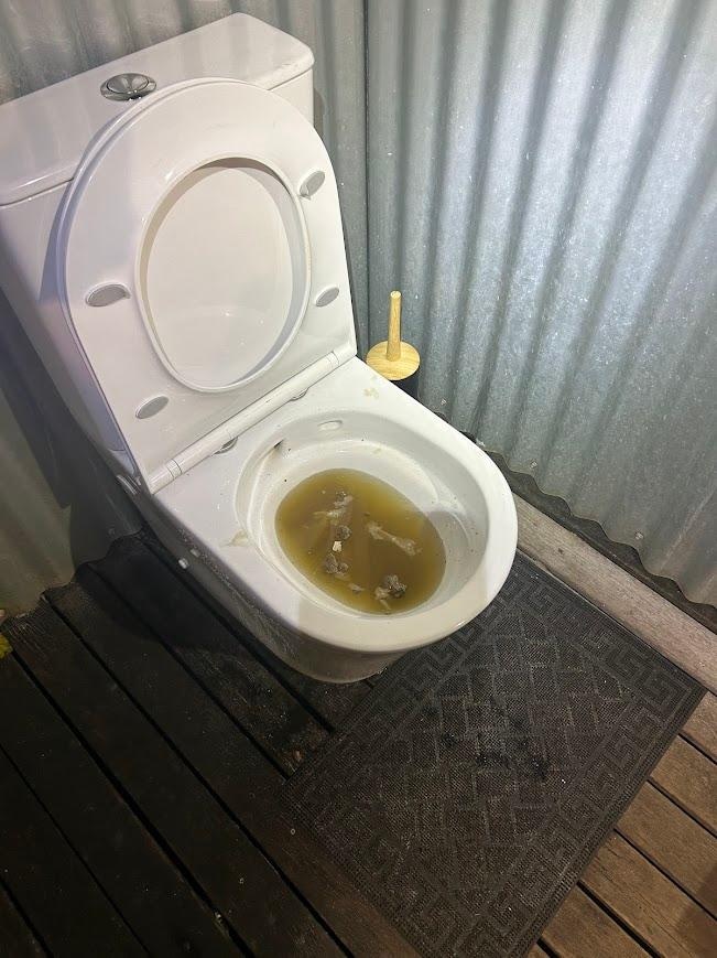 Blocked toilet.  Horrible smell wafting into living area