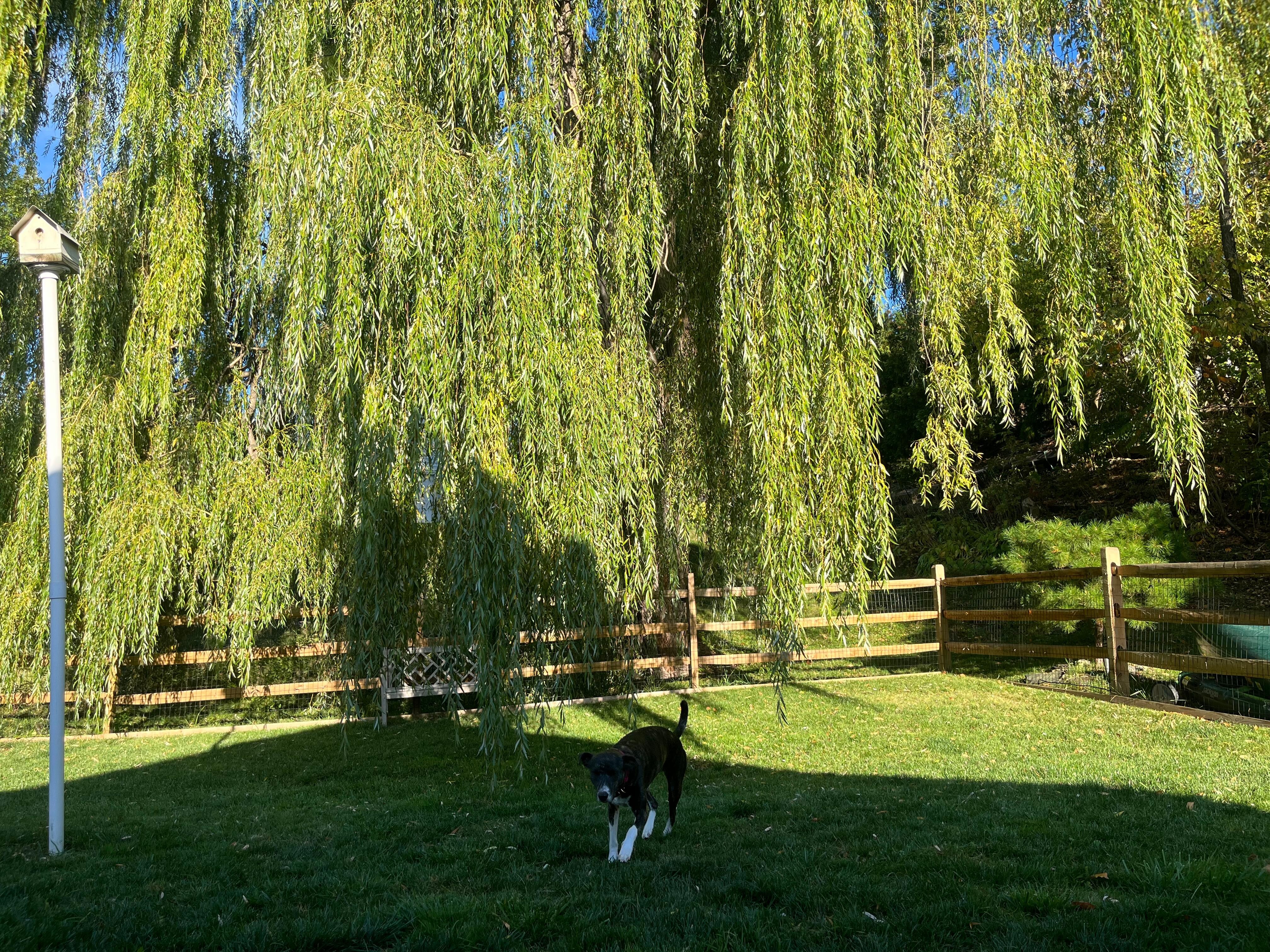 Ruby in the yard with gorgeous weeping willow tree!