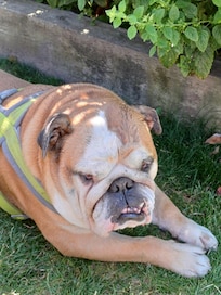 Sid our bulldog absolutely loves the garden as well
It's massive and the views are stunning