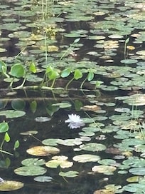Tranquil view of water lilies.