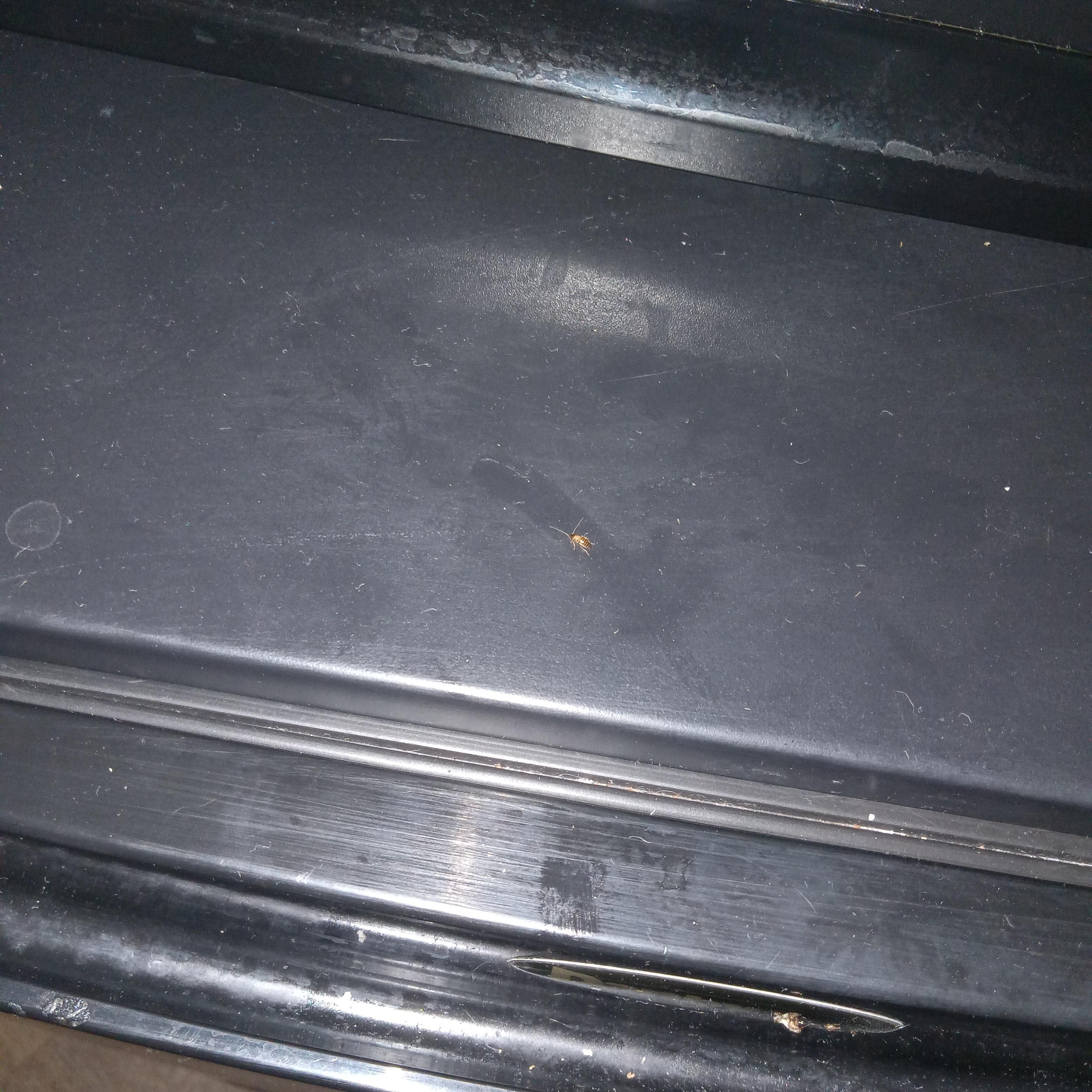 Creepiest living in the fridge. This is just one of the grandbabies.