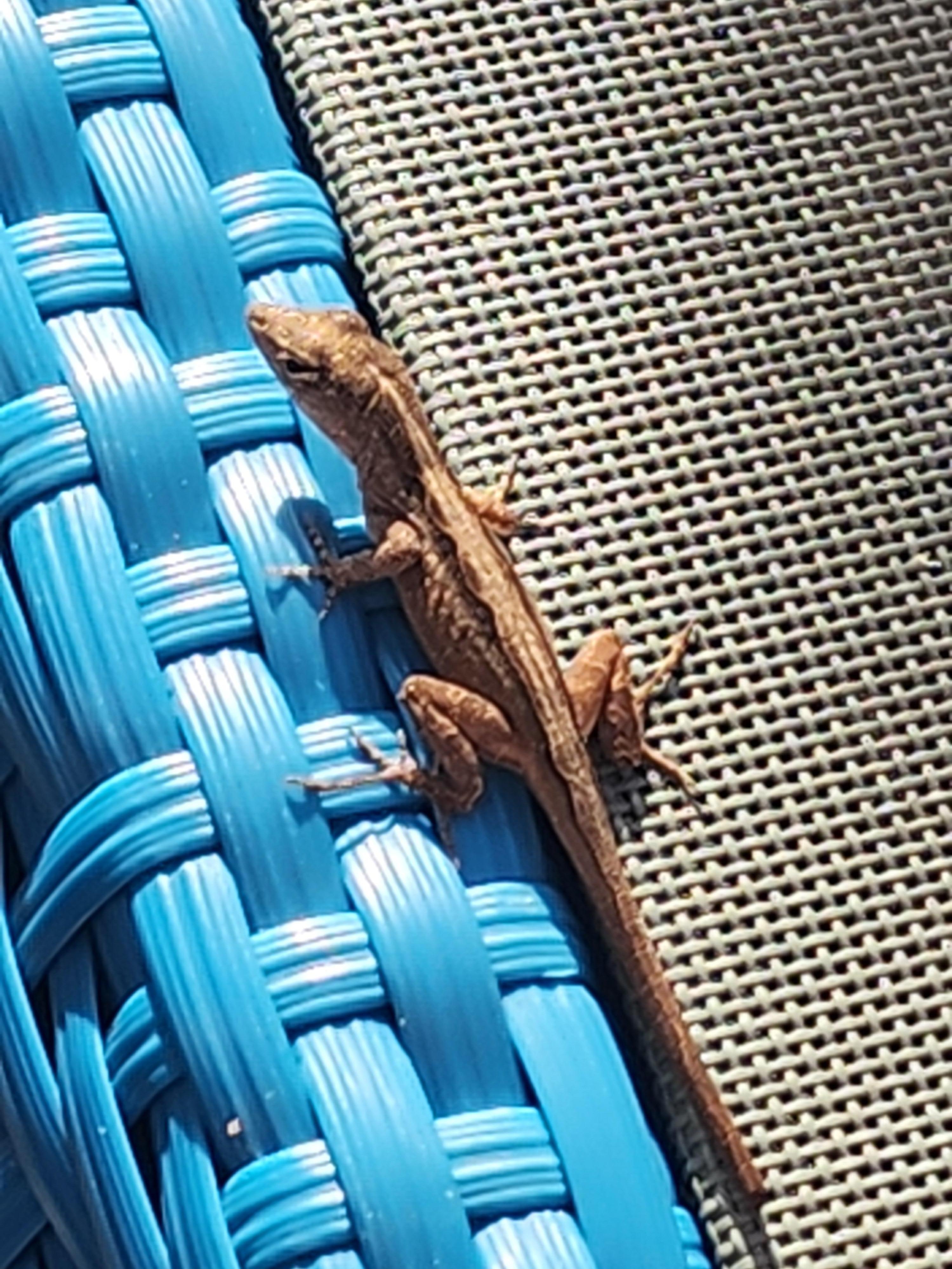 Cute little visitor! The pool and plants are well kept and clean! 