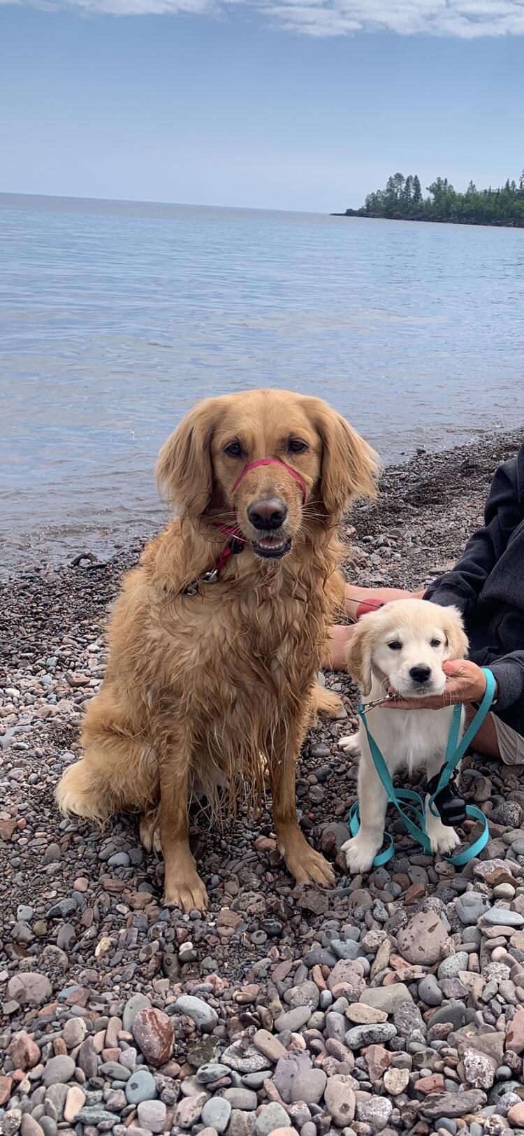Pups at the lake!!