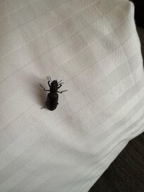 Found 6/28/25 (room 250)