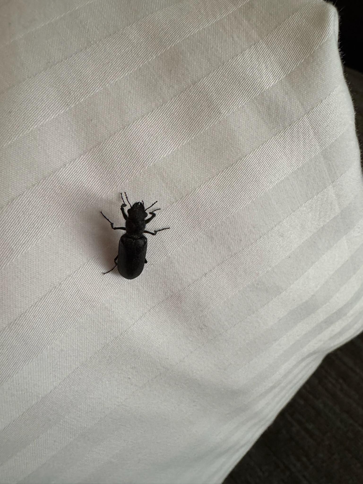 Found 6/28/25 (room 250)