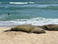monk seals we saw