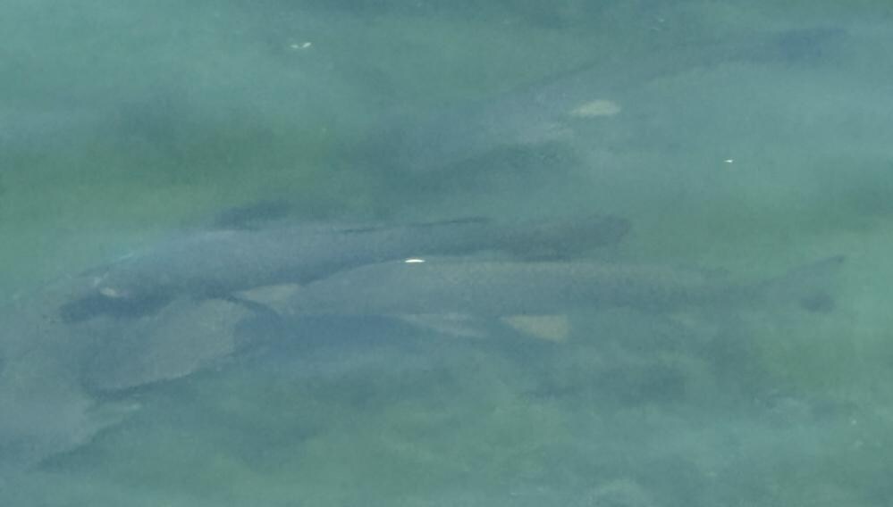 Spawning season for the carp so they were easily viewed from the house in the lake 