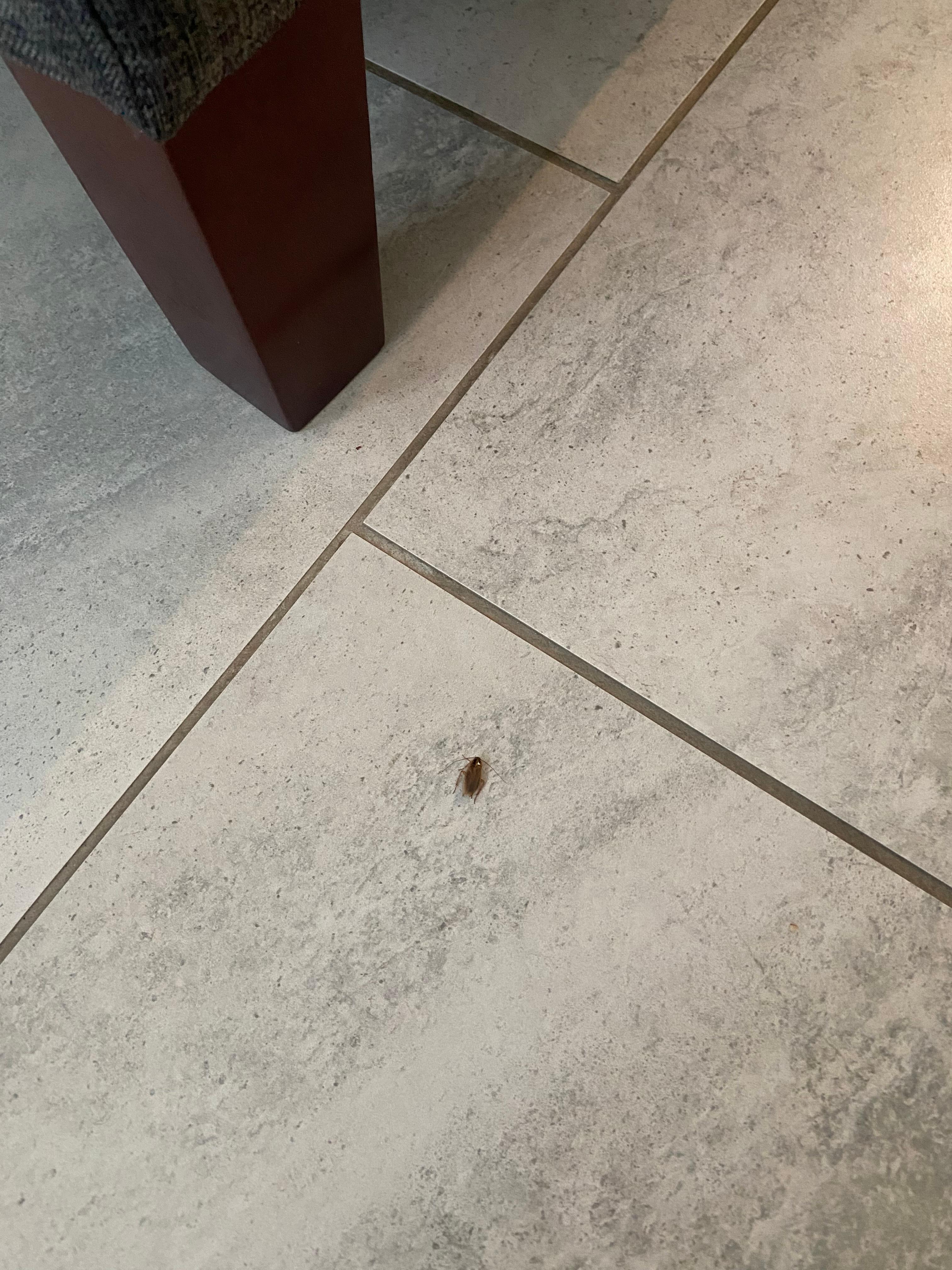 Roach 1