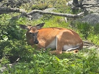 On top of Grandfather Mountain