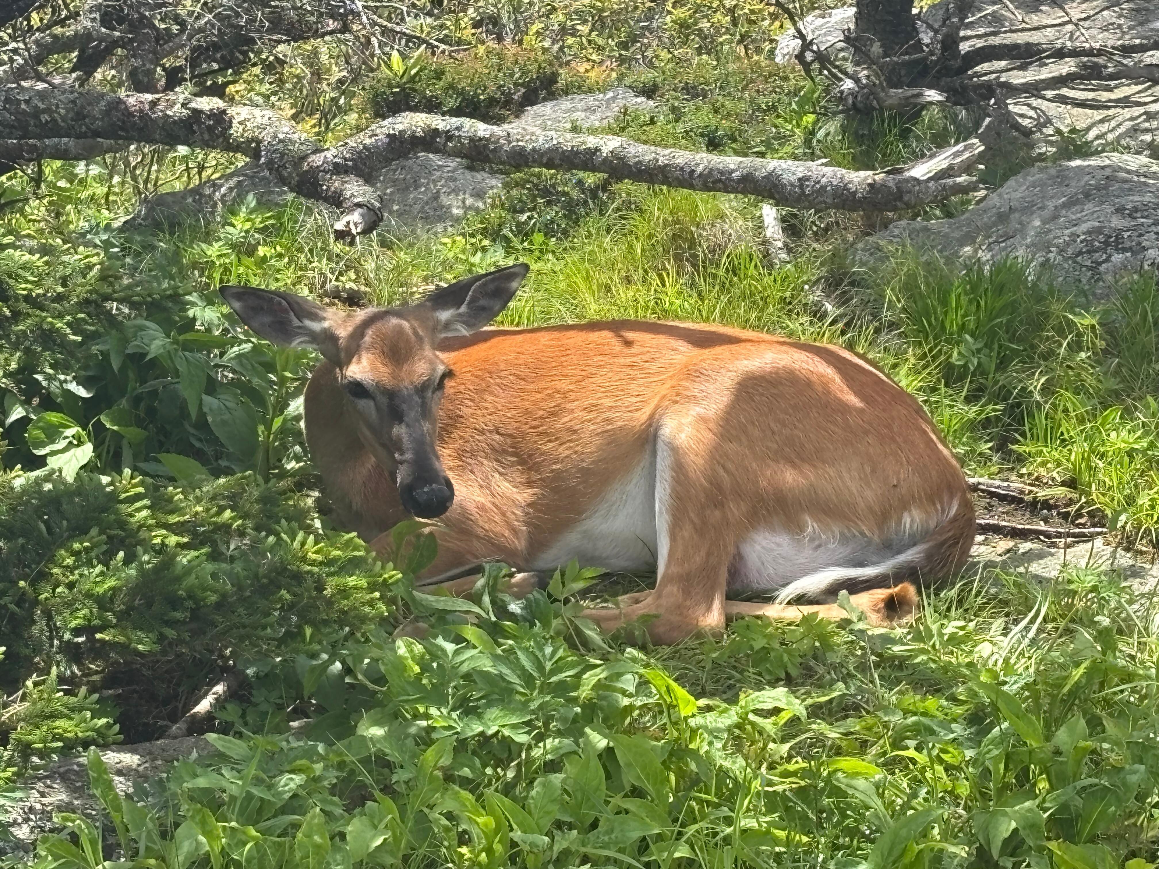 On top of Grandfather Mountain