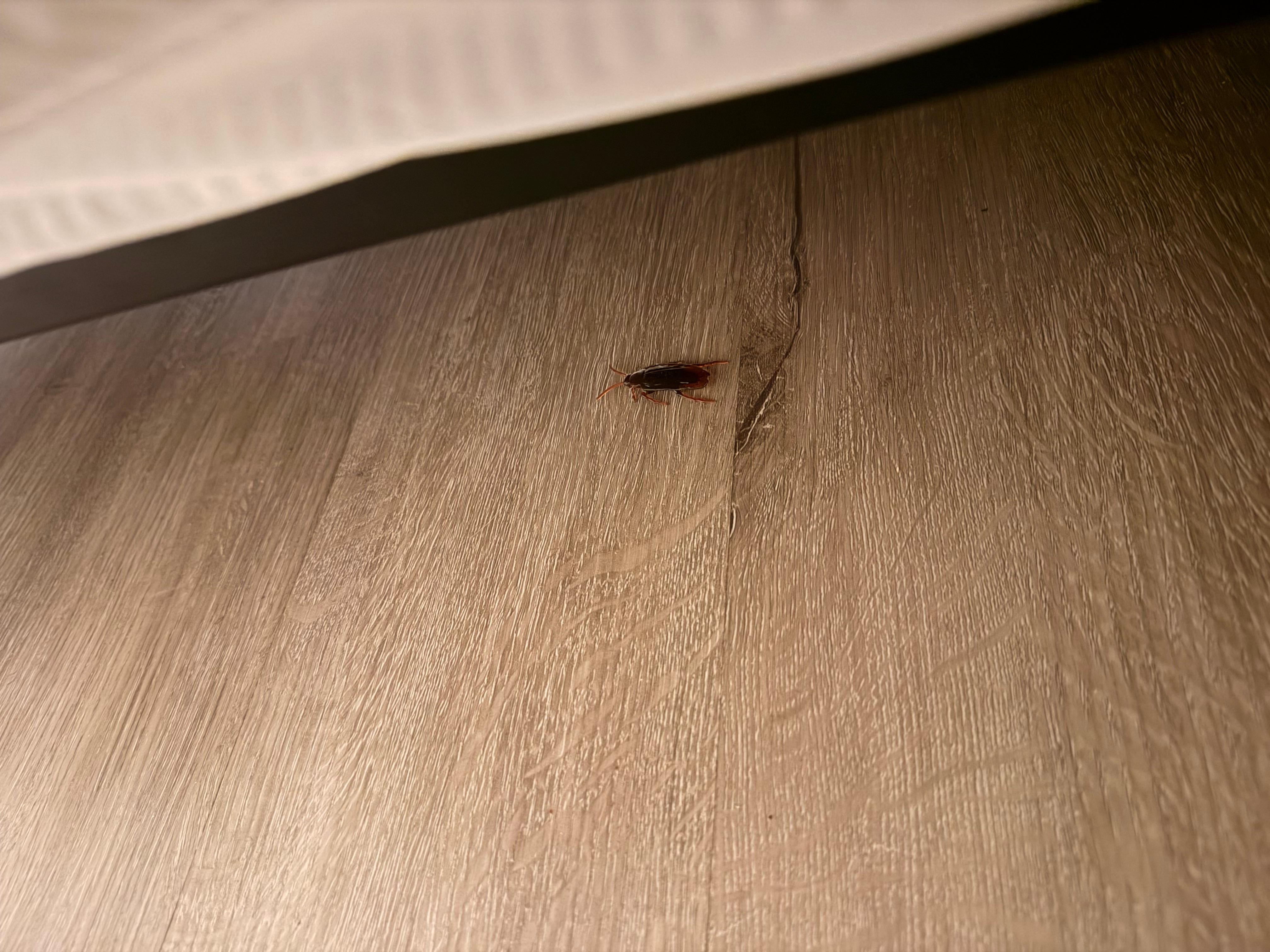 Fake cockroaches left from before us. I definitely thought they were real since the floors were so dirty 