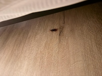 Fake cockroaches left from before us. I definitely thought they were real since the floors were so dirty
