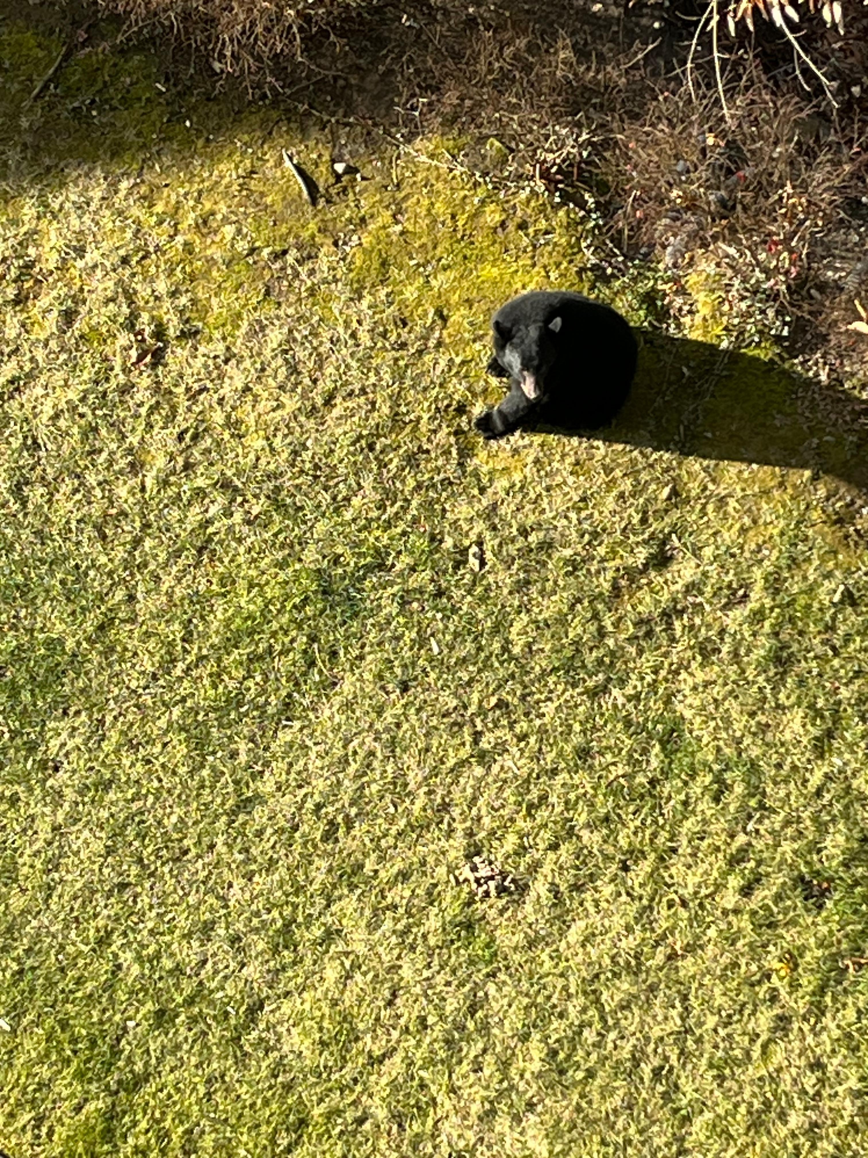 The neighborhood black bear! ** don’t feed the bears!!**