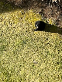 The neighborhood black bear! ** don’t feed the bears!!**