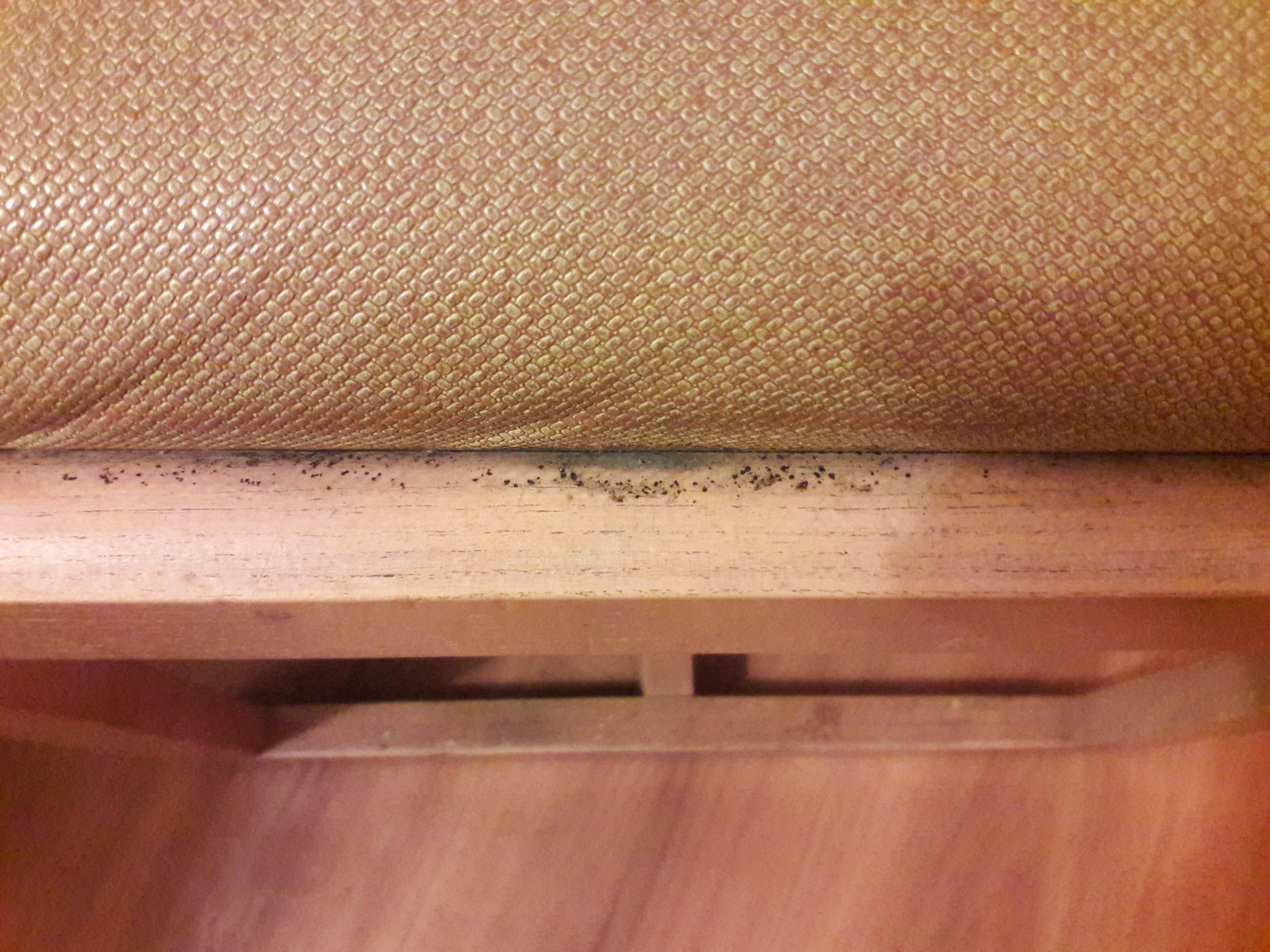 Fleas/Bed Bugs in Desk Chair