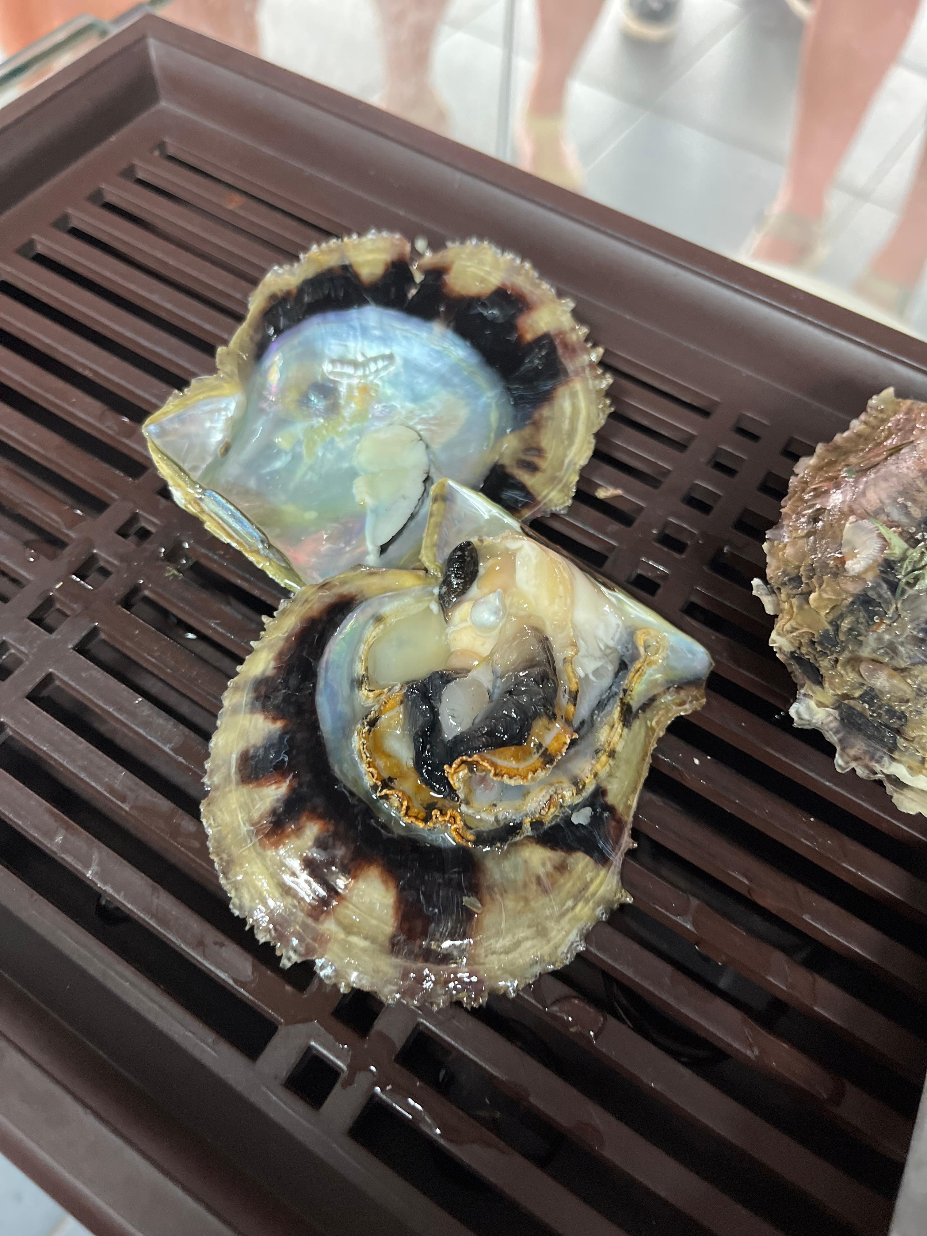 Oyster pearl cultivating farm in Ha Long Bay area