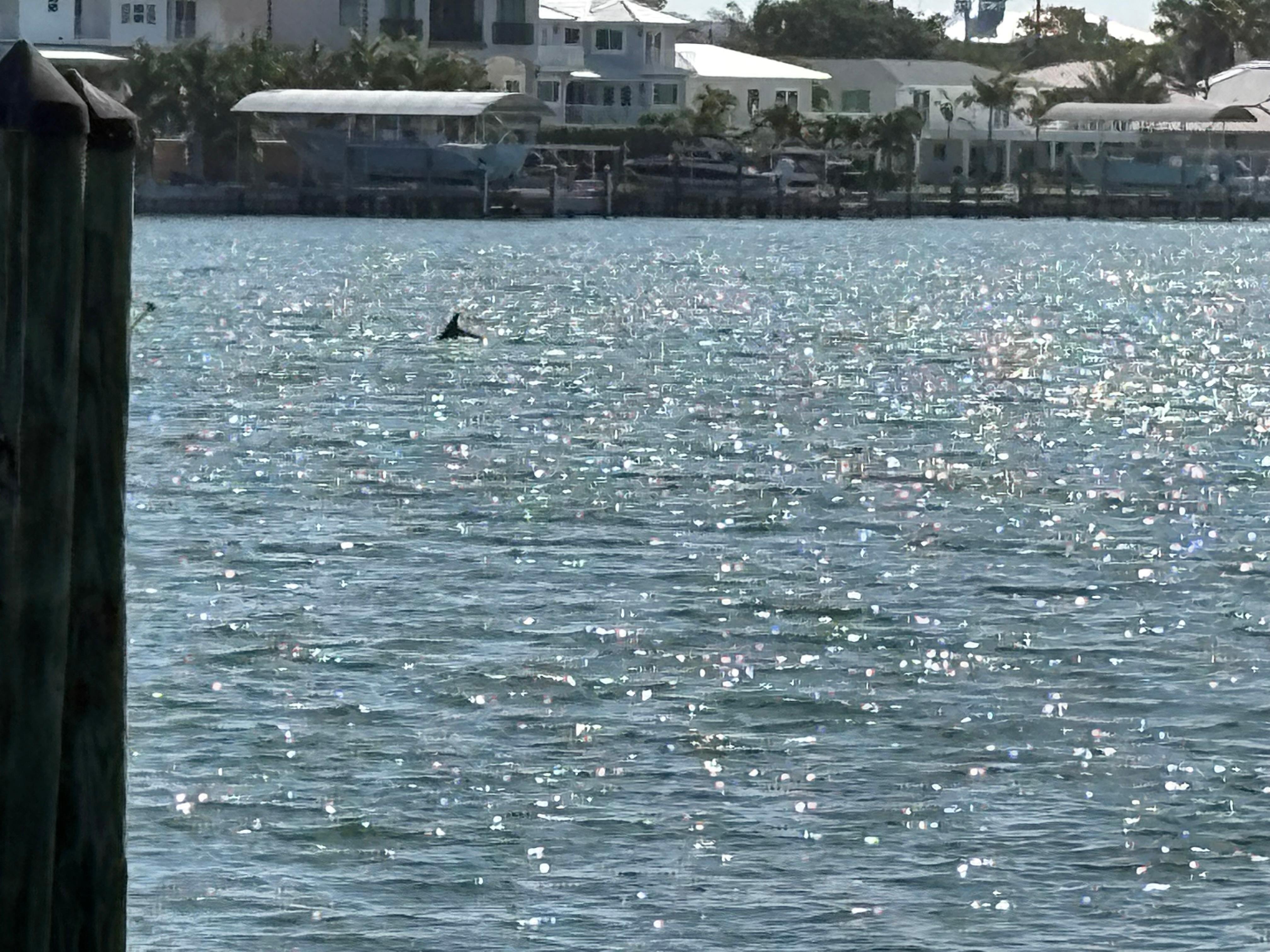 Able to see dolphins in the bay 