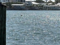 Able to see dolphins in the bay