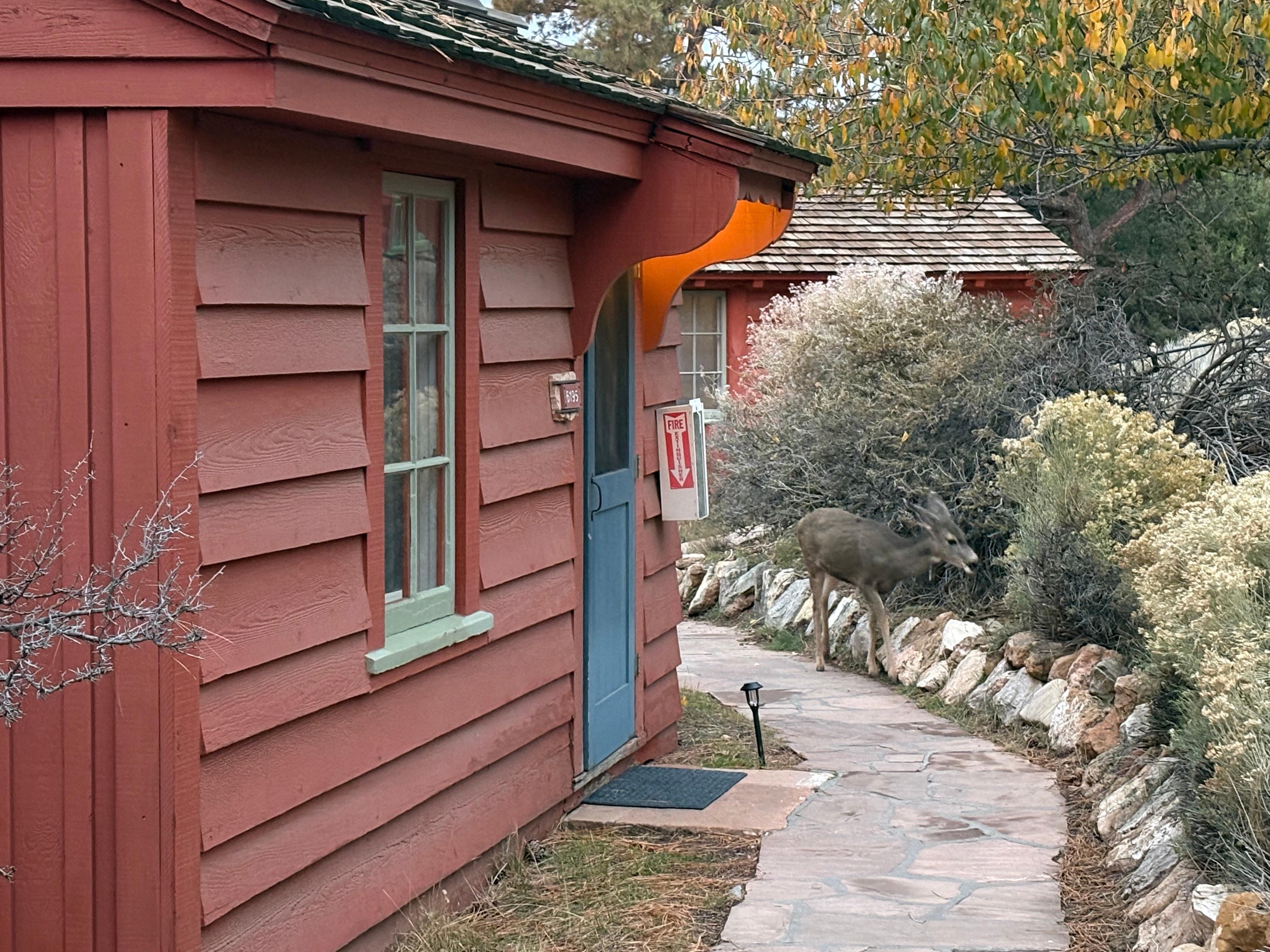 Elk in the cabin village