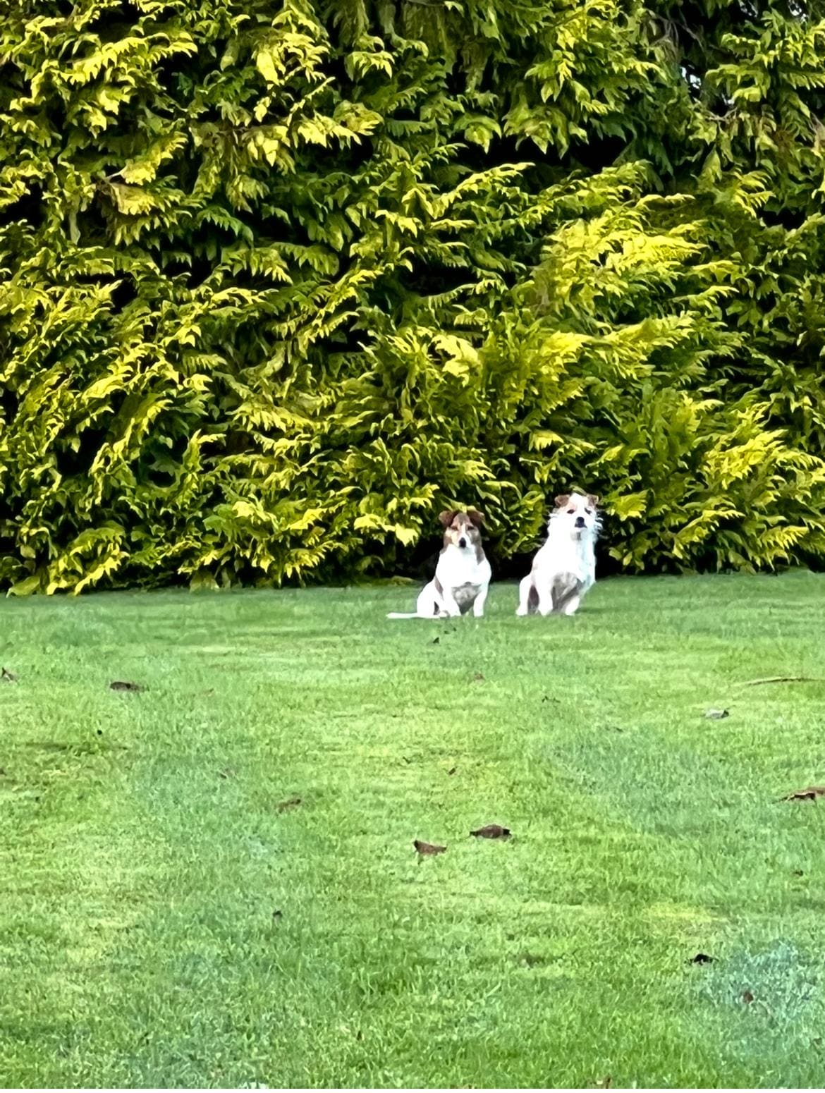 Adorable terriers, Ted and Jake